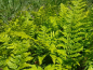 Preview: Polystichum setiferum - Weicher Schildfarn